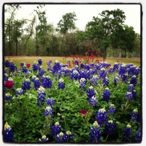 Houston's Memorial Park