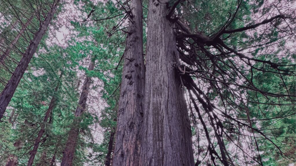 how to grow strong relationships