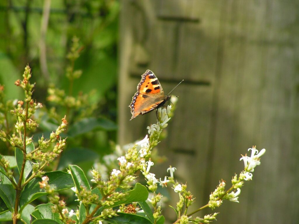 Orange and black butterfly perched on white flowers in a garden setting
